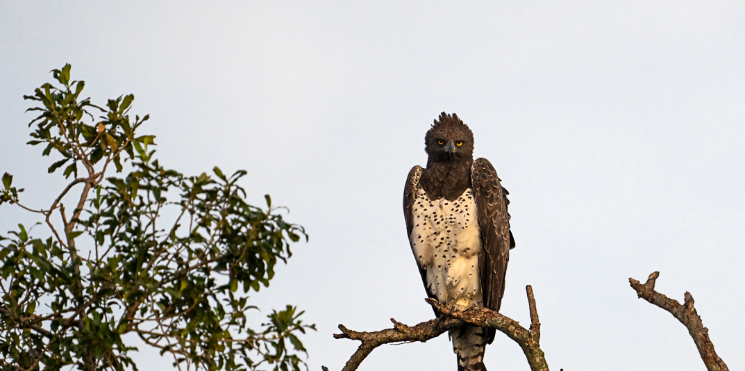 Eagle on a tree branch